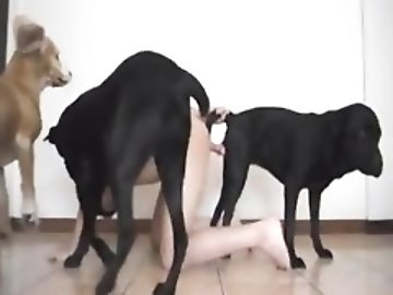 Bathroom zoo