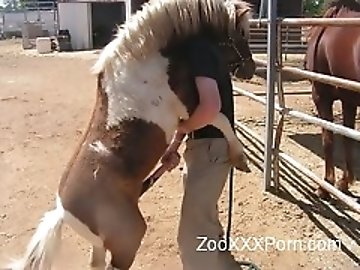 Curvy zoo
